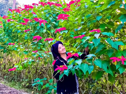 Hoa Trạng Nguyên nở rộ thu hút khách du lịch ở Xuân Sơn