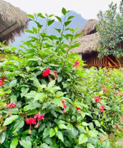 Homestay Thức Như