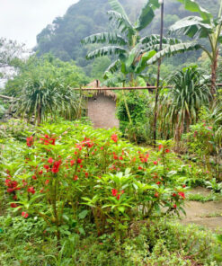 Homestay Triệu Minh